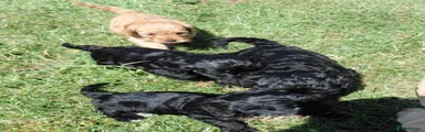 Cockapoo 5 black