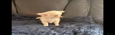 Chihuahua Puppy 2