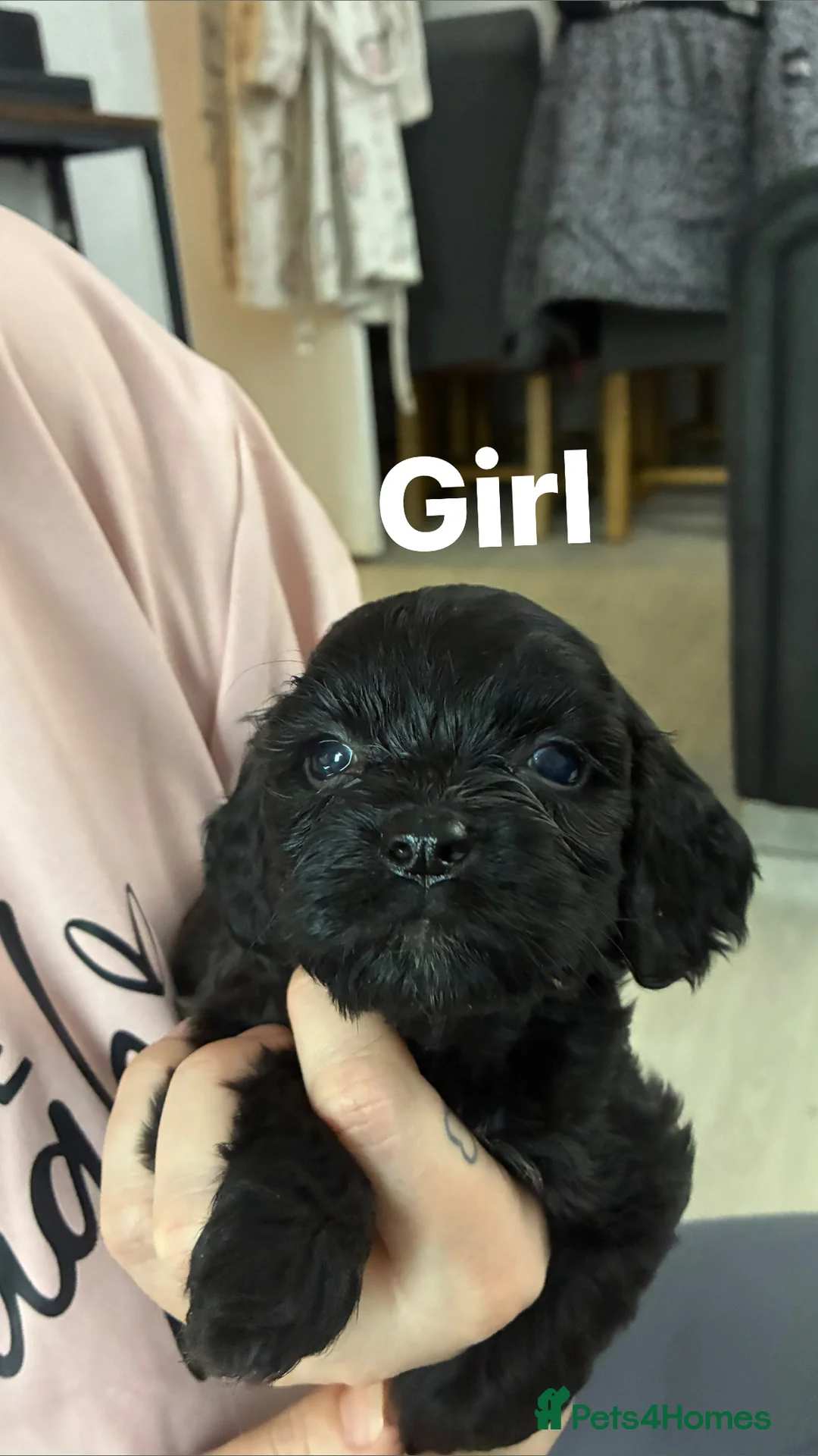 Shih Tzu dogs for sale: Cock a tzu - Advert 2