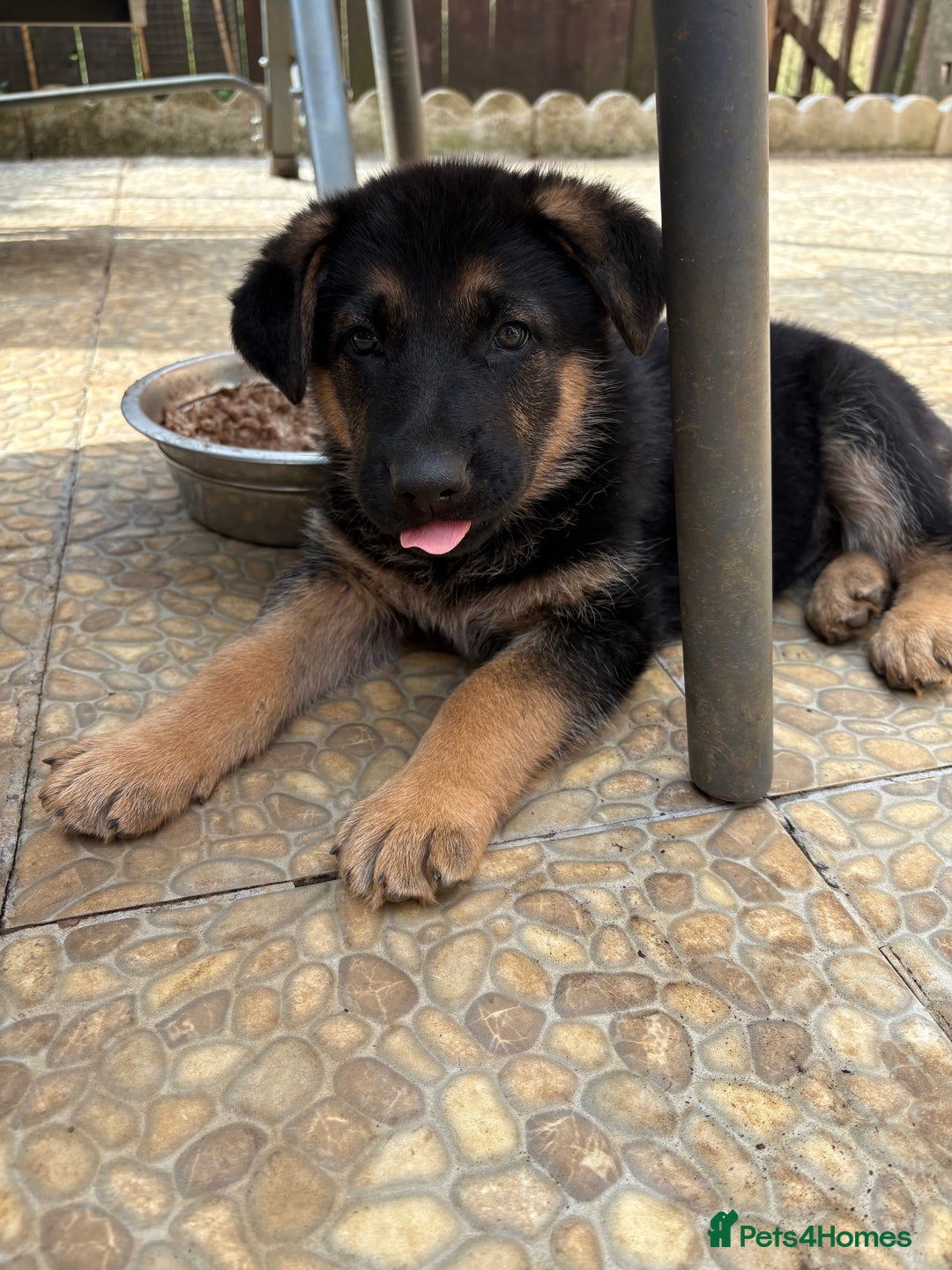 German Shepherd dogs for sale: Beautiful Black and Tan boy Bear  - Image 7
