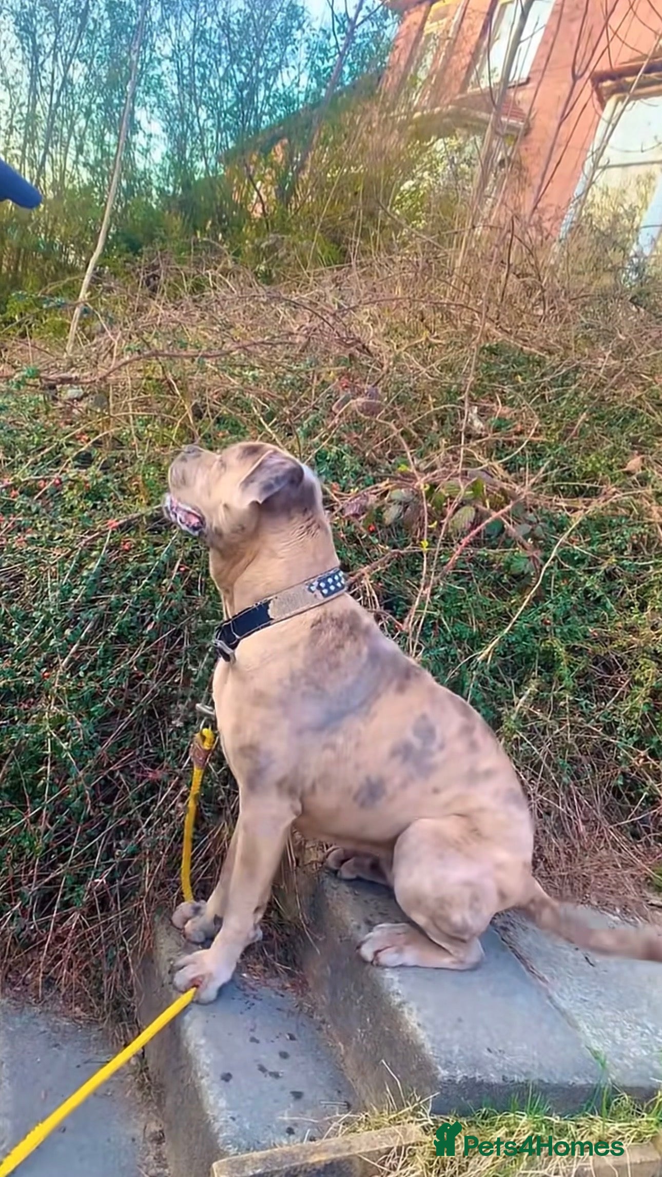 Cane Corso dogs Puppies ready to leave - Advert 1