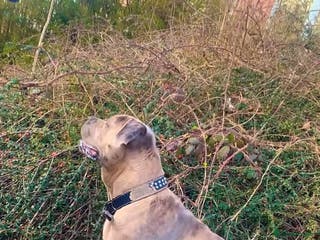 Cane Corso dogs Puppies ready to leave - Advert 9