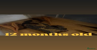 Axolotl reptiles - Advert 6