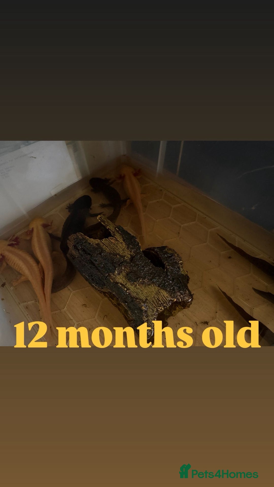 Axolotl reptiles for sale: Axolotl's looking for homes  - Image 2
