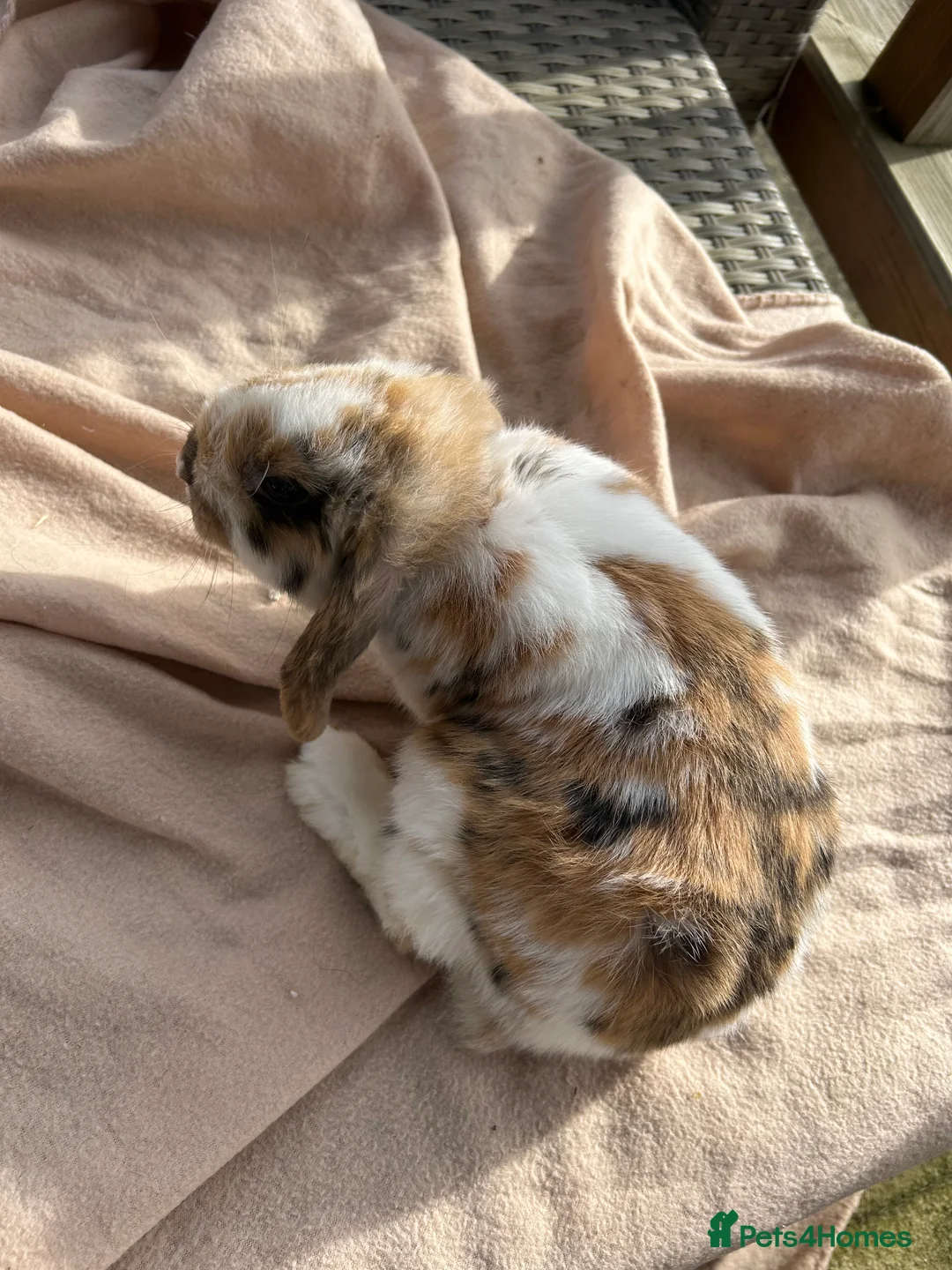 Mini Lop rabbits for sale: Beautifully marked friendly mini lop bunnies - Advert 16
