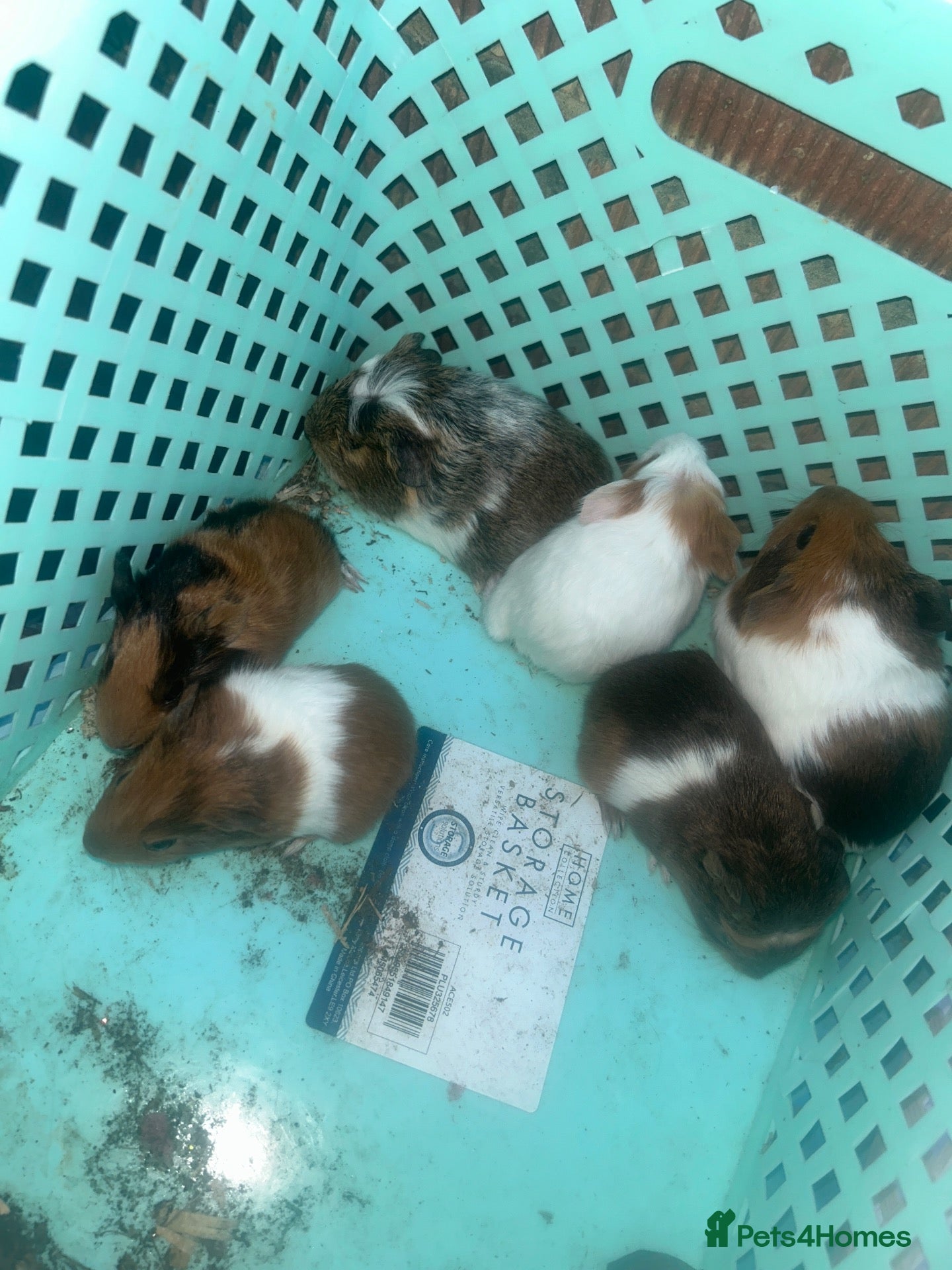 Guinea Pig rodents Guinea pigs  - Advert 9
