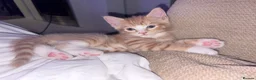 Mixed Breed cats for sale: Beautiful Kittens looking for Forever Homes 🐾 - Advert 9