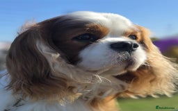 Cavalier King Charles Spaniel dogs for stud: Health Tested Stud Dog in Chesterfield - Image 4