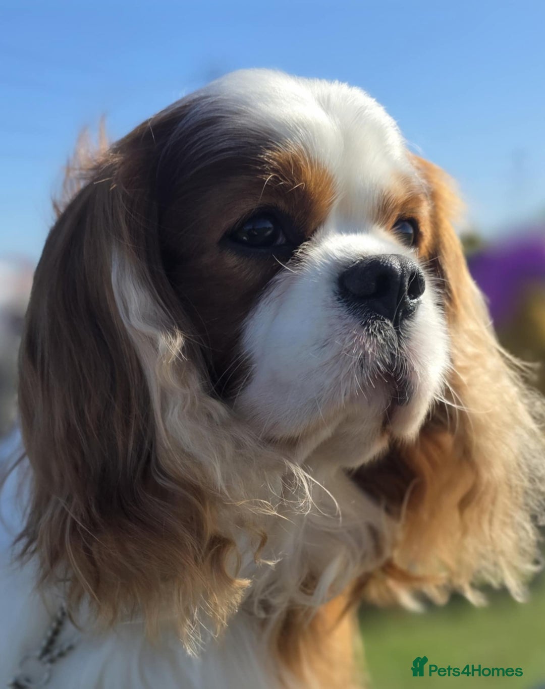 Cavalier King Charles Spaniel dogs for stud: Health Tested Stud Dog in Chesterfield - Image 4