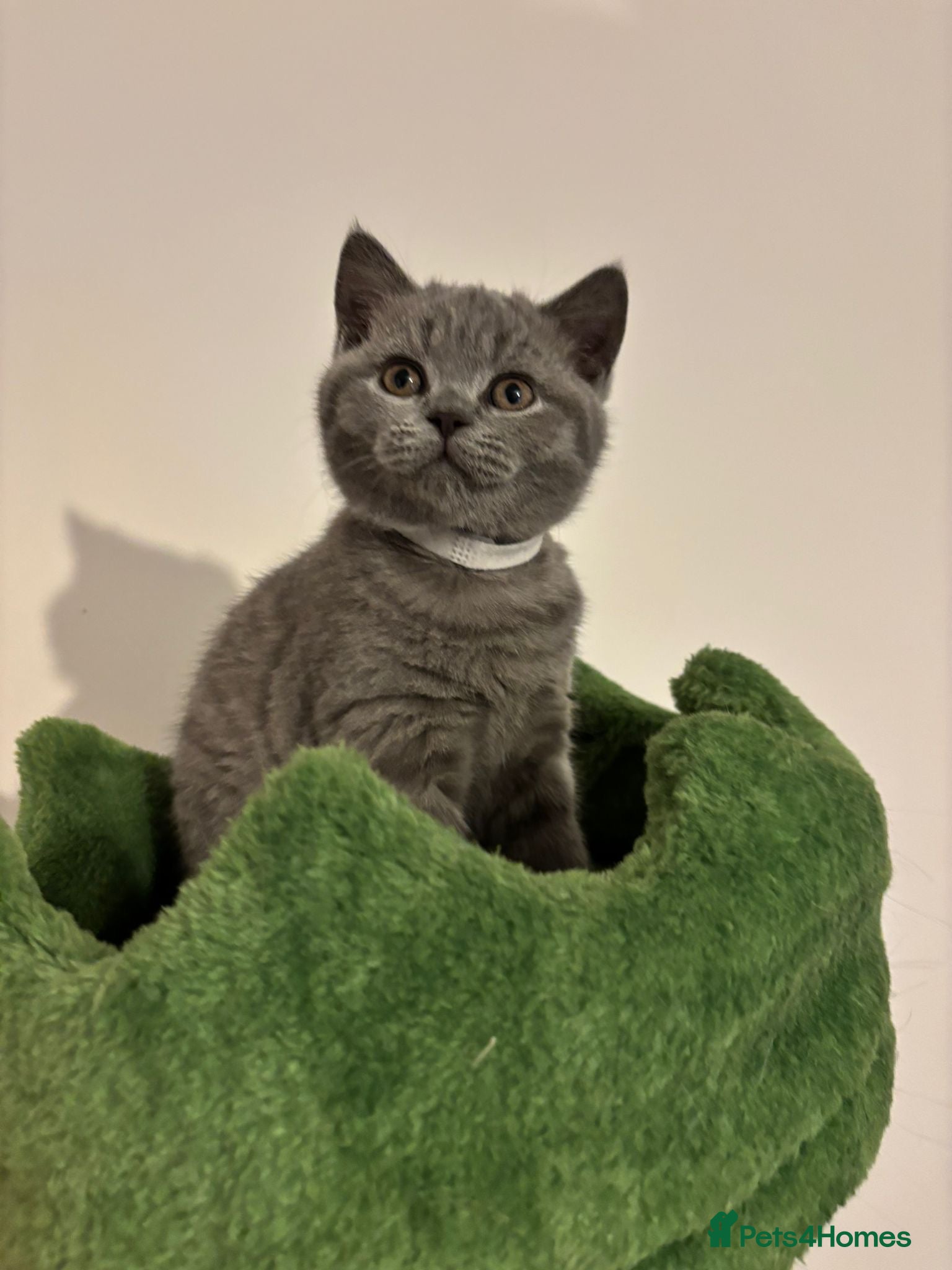 British Shorthair cats 🧸✨6 Chunky British Shorthair Kittens For Sale✨🧸 - Advert 8