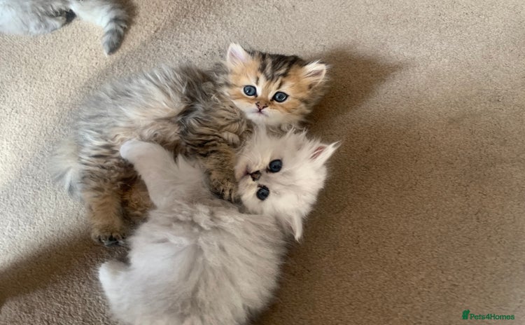 Persian cats - Advert 10