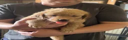 Golden Retriever dogs for sale: 🐾 Golden Retriever Puppies – Raised with Love 🐾 - Advert 11