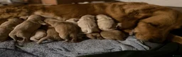 Golden Retriever dogs for sale: Exceptionally bred golden Retriever Puppies - Advert 1