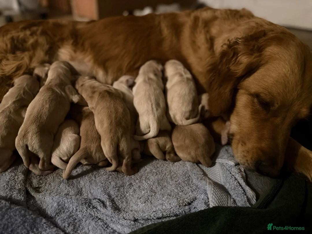 Golden Retriever dogs for sale: Exceptionally bred golden Retriever Puppies - Advert 1