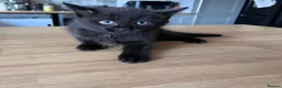 Mixed Breed cats for sale: Adorable Kittens Ready for Their New Hom - Advert 4