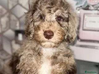 Cockapoo dogs Ready to go Stunning F1b Merle cockapoos - Advert 1