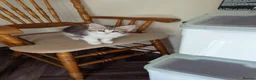 Siberian cats for sale: Sunshine TICA Siberian from Health Tested Parents in Norwich - Advert 1