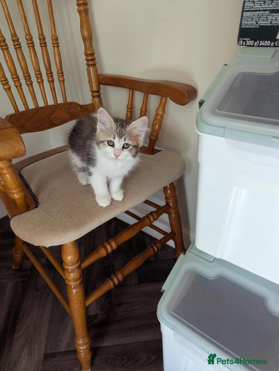 Siberian cats for sale: Sunshine TICA Siberian from Health Tested Parents in Norwich - Advert 1
