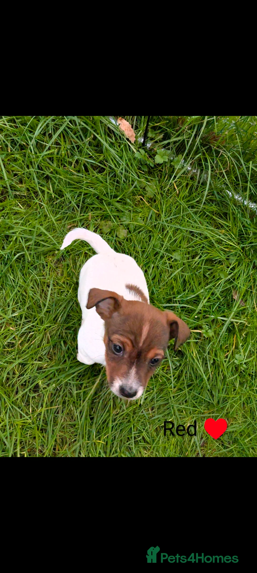 Jack Russell dogs for sale: 🐶 Jack Russell Boys – Ready Monday 23rd Feb🐶 - Advert 11