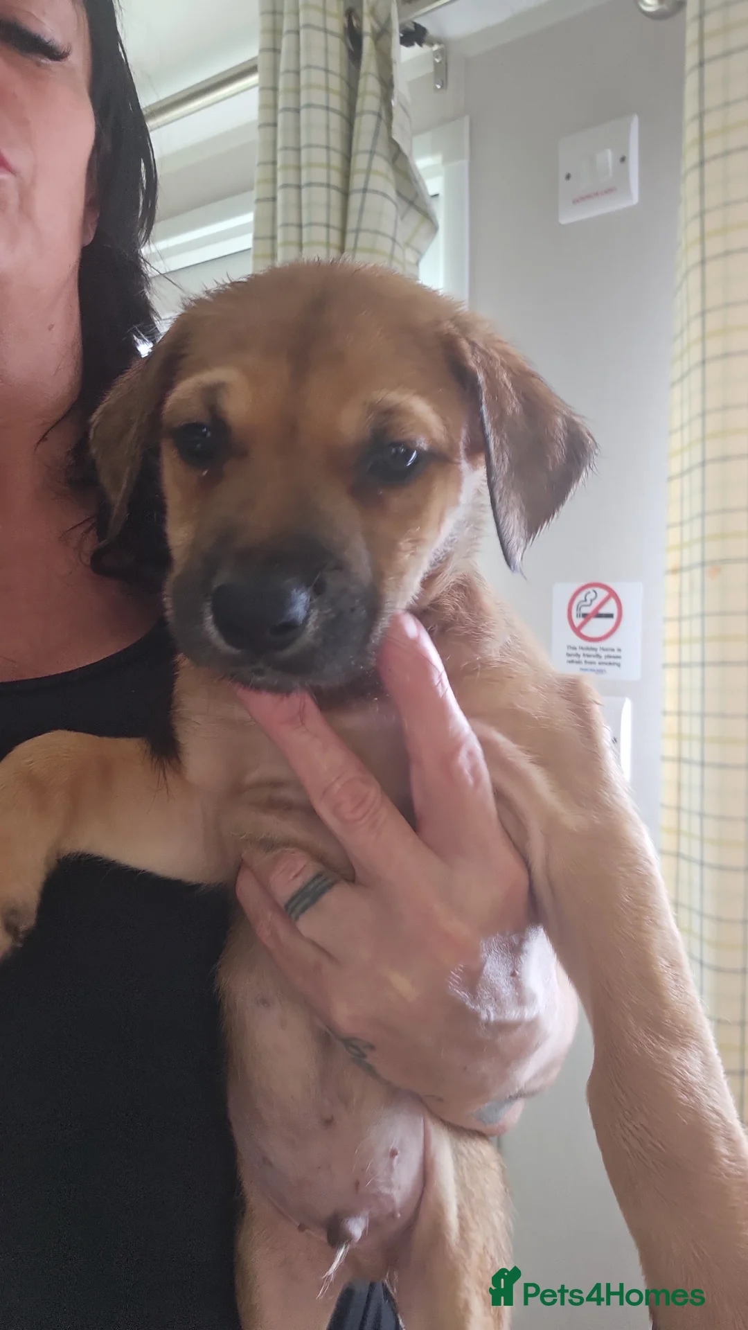 Rhodesian Ridgeback dogs for sale: Beautiful ridgeback puppies  in Rochester - Advert 2