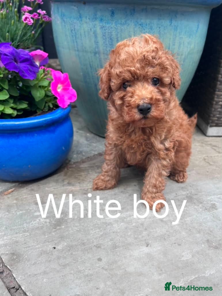 Maltipoo dogs 🐾Ready Now🐾 Stunning Maltipoo Puppies  - Advert 1
