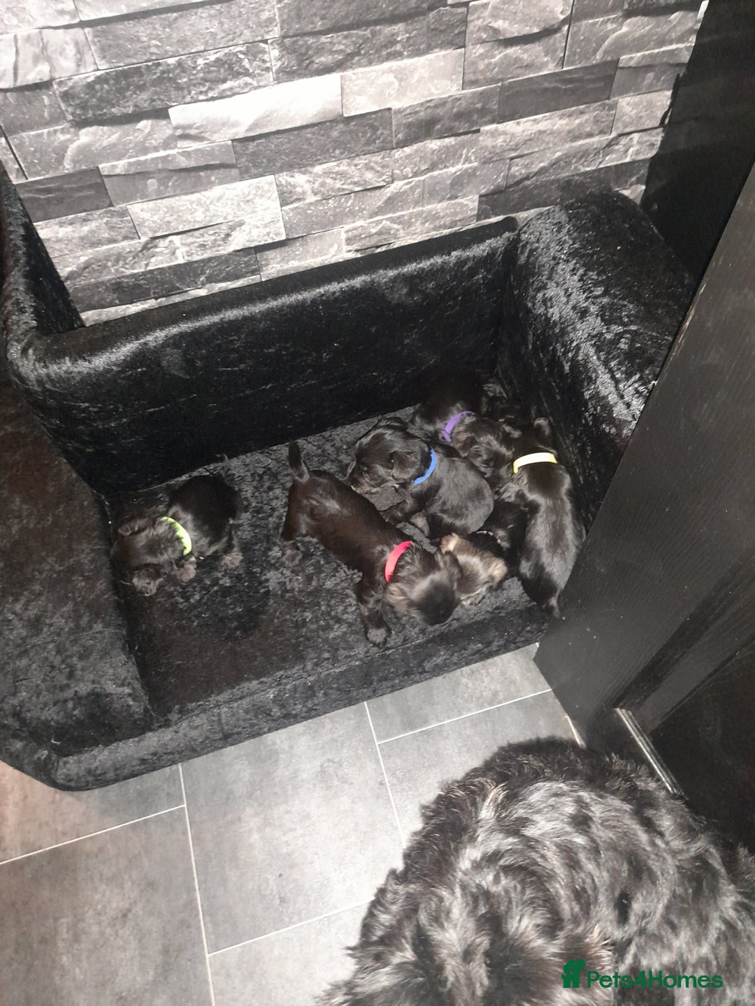 Mixed Breed dogs for sale: Snorkie pups - Advert 16