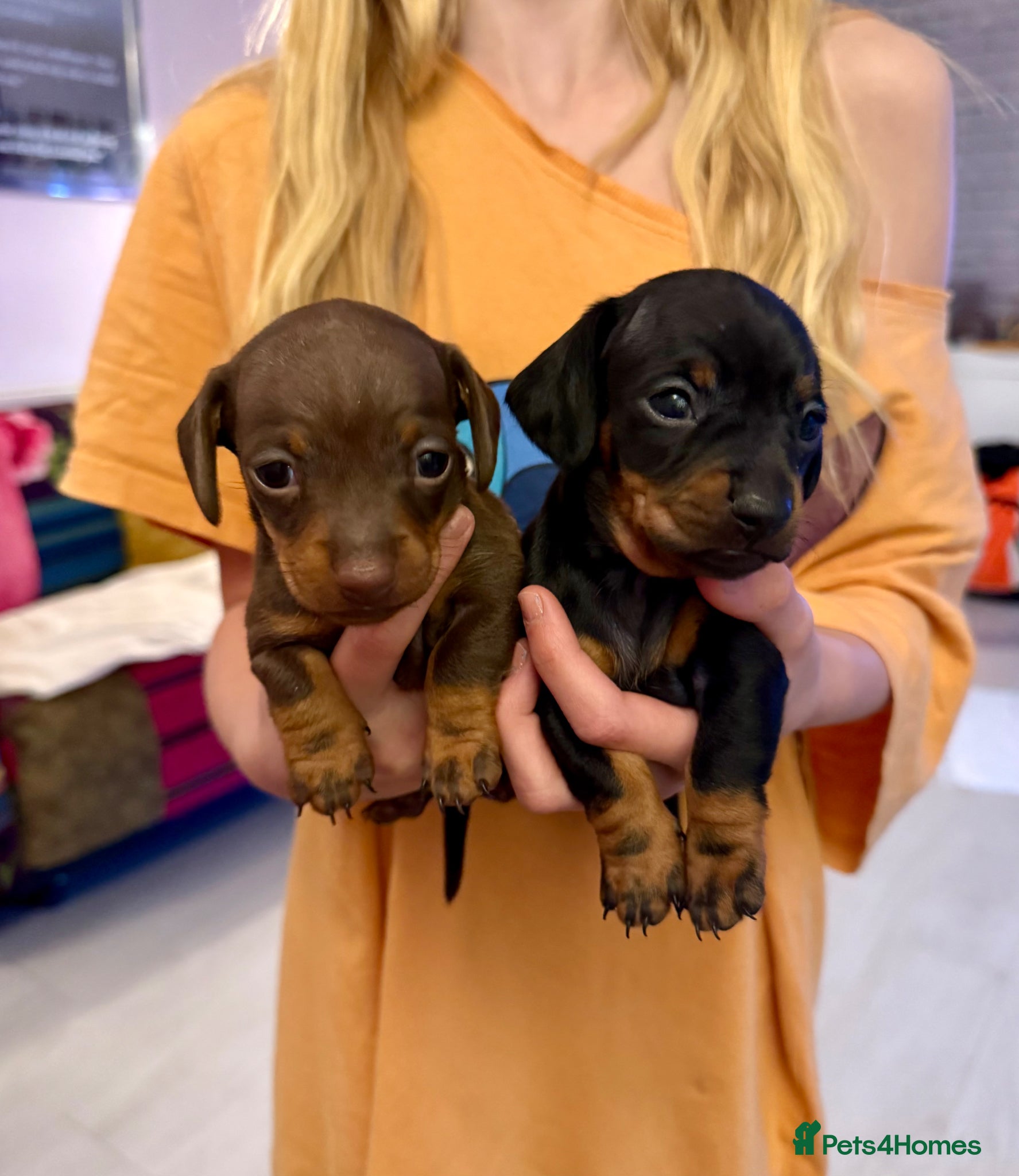 Miniature Dachshund dogs 2 Stunning Miniature Dachshund Puppies   - Advert 3