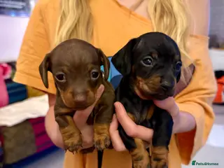 Miniature Dachshund dogs 2 Stunning Miniature Dachshund Puppies - Advert 1