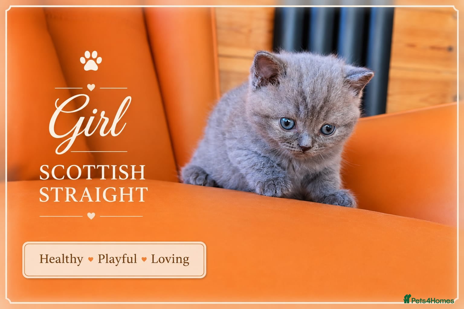 Scottish Fold cats for sale: Scotish Fold Kittens - Advert 17