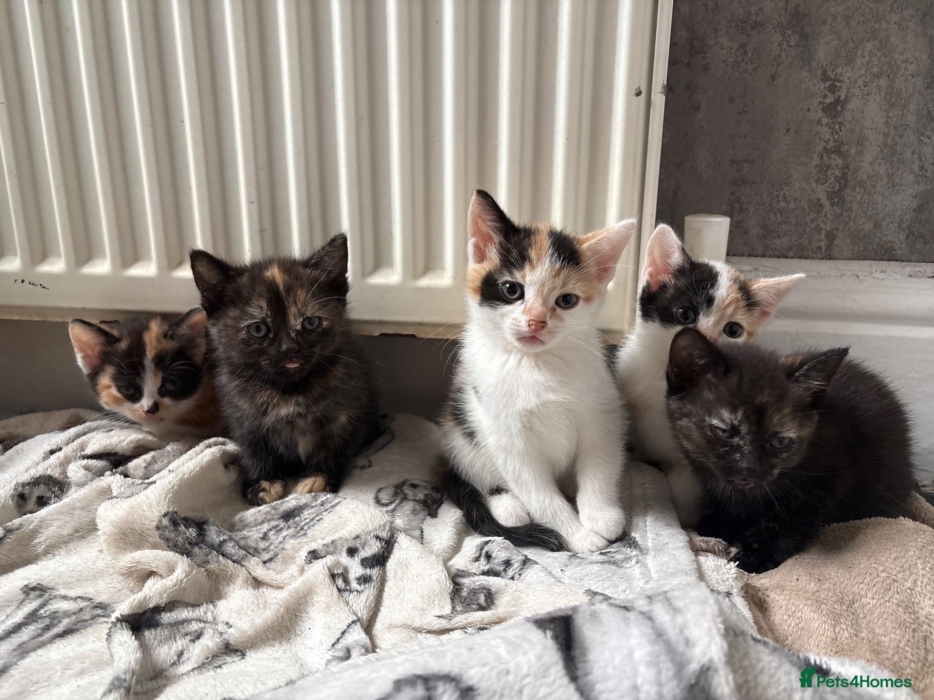 Aegean cats Aegeans kittens are looking for forever home ❤️ - Advert 16
