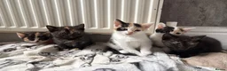 Aegean cats for sale: Aegean kittens ready for new home! 3 Left! - Advert 1