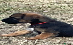 Border Terrier dogs for sale:  Border Terrier puppies  - Image 3