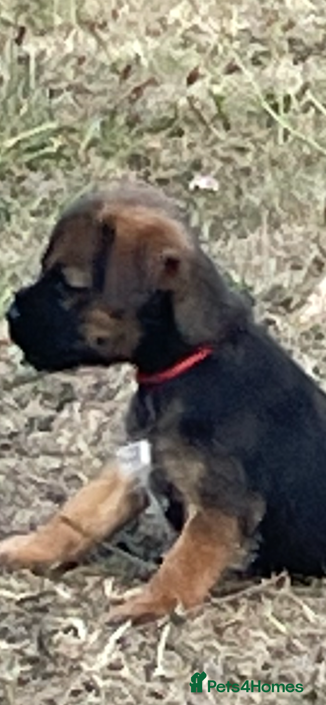 Border Terrier dogs for sale:  Border Terrier puppies  - Image 3