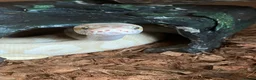 Python Snake reptiles for sale: Bamboo Orange dream male  - Advert 4
