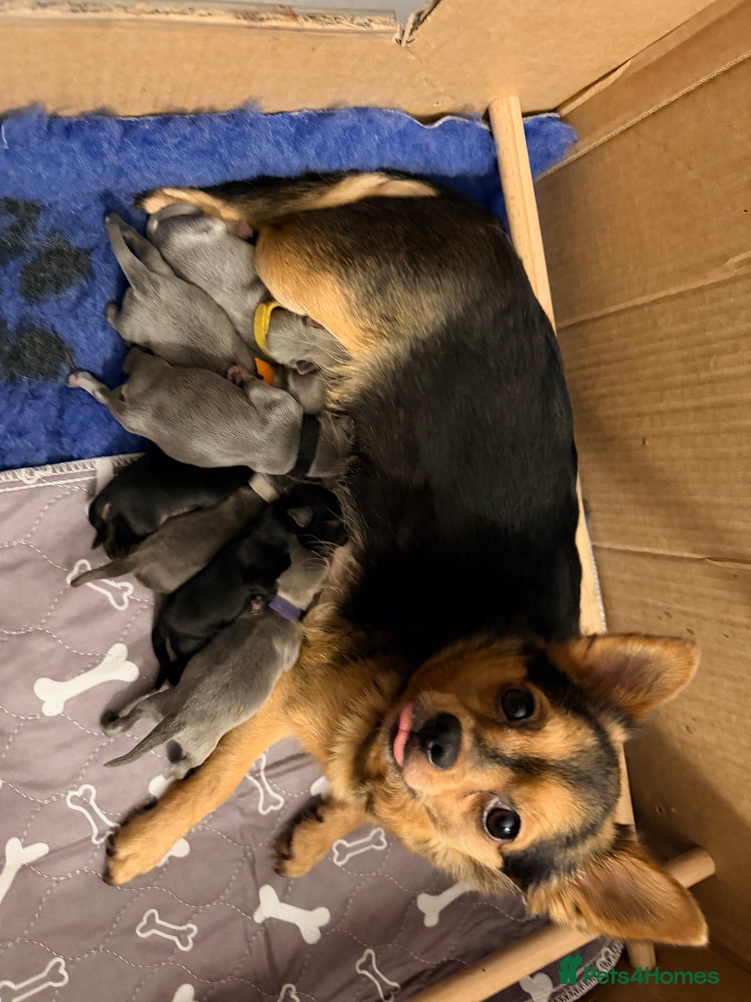Pomchi dogs for sale: Beautiful litter of Pomchi - Advert 15