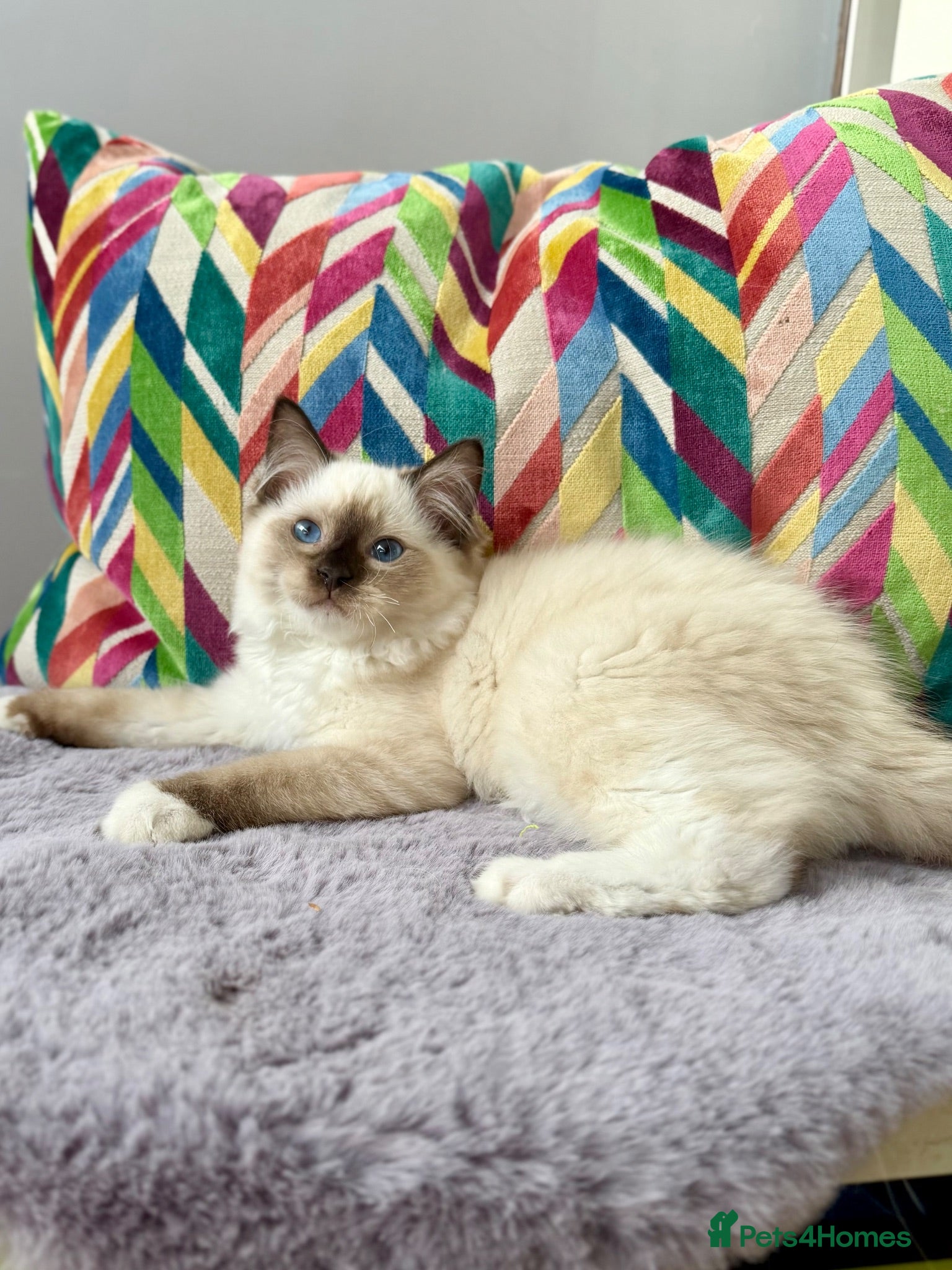 Ragdoll cats TICA registered ragdoll kittens - Advert 2