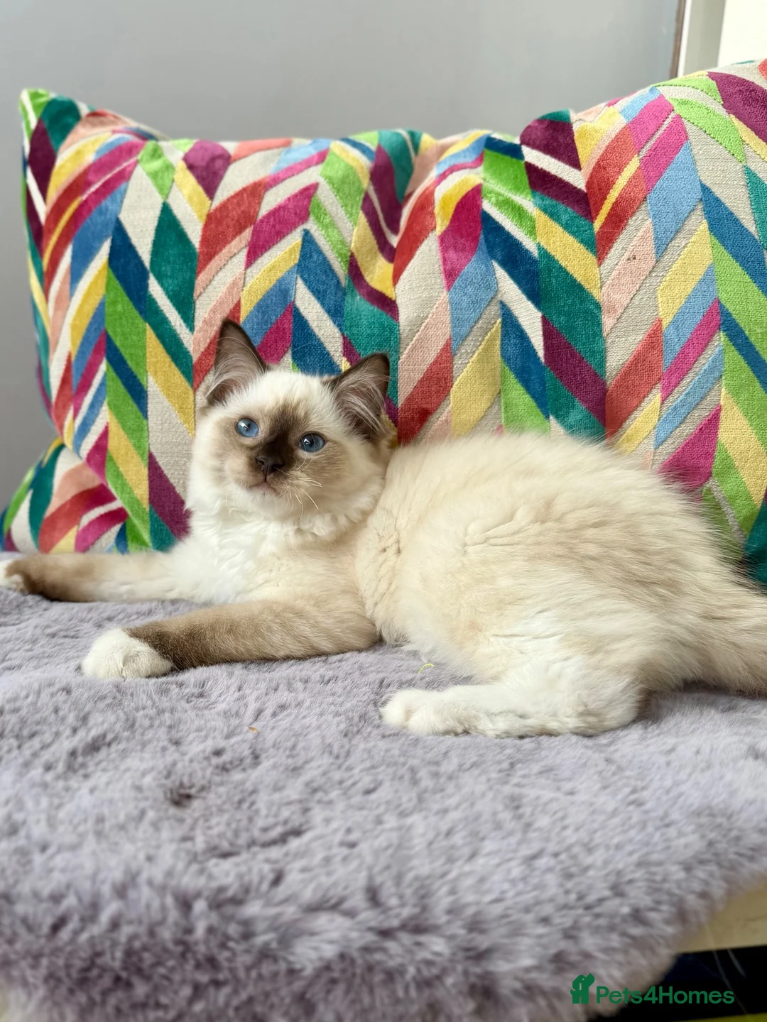 Ragdoll cats for sale: TICA registered ragdoll kittens - Advert 2