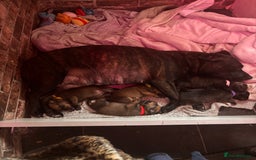 Mixed Breed dogs for sale: Rottweiler x Staffordshire bull terrier puppies - Image 2