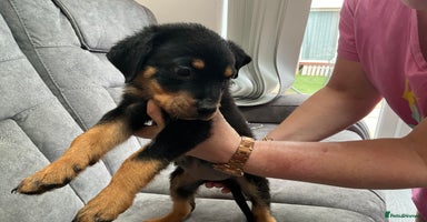 Rottweiler dogs - Advert 8
