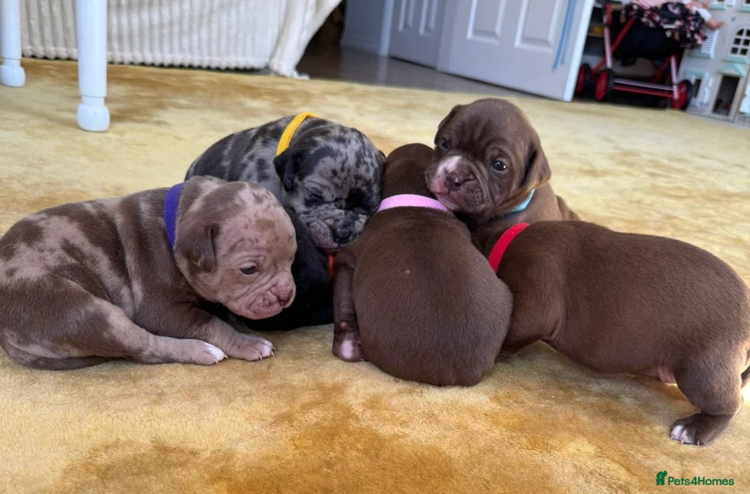 Mixed Breed dogs for sale: Old English bulldog puppies  in Chichester - Advert 1