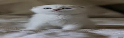 Scottish Fold cats for sale: Scottish fold  - Advert 3