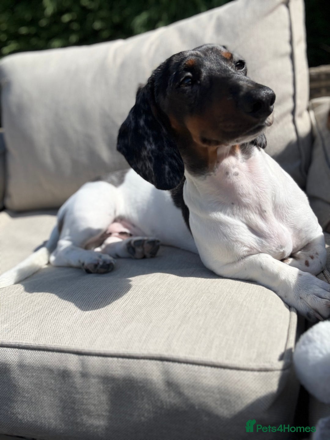 Miniature Dachshund dogs for stud: Pedigree miniature dachshund  - Advert 7