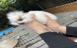 Lionhead rabbits for sale: Baby Lionhead Rabbits - Image 1