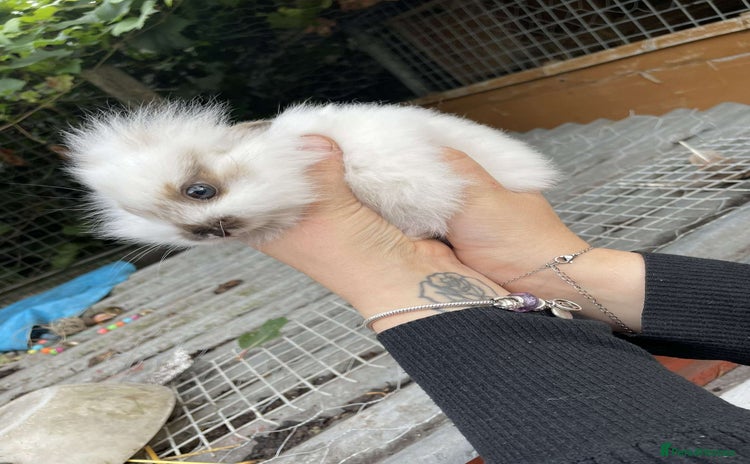 Lionhead rabbits - Advert 1