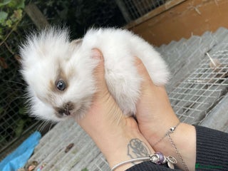 Lionhead rabbits - Advert 22