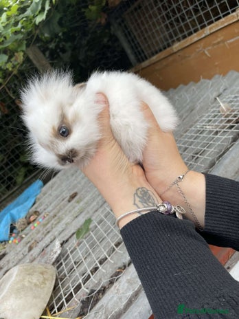 Lionhead rabbits - Advert 6
