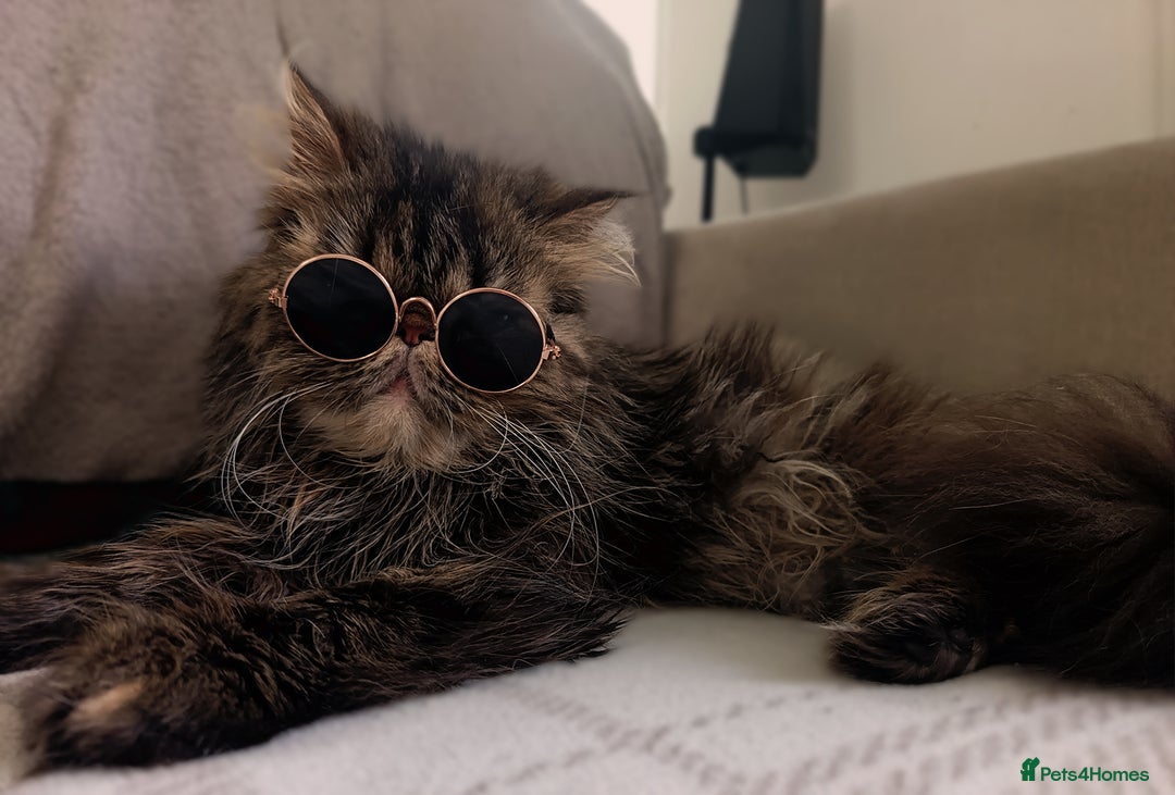Mixed Breed cats for sale: Persian / Ragdoll boy - Image 7