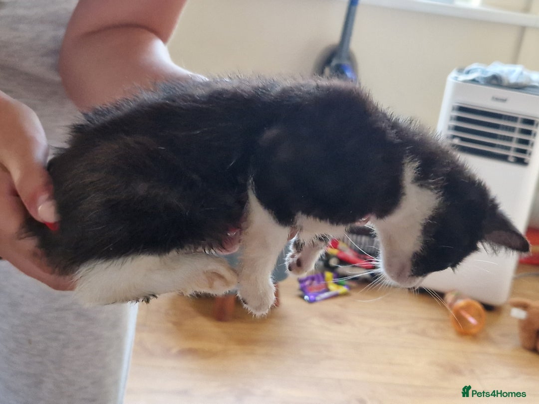 Mixed Breed cats for sale: ready to go - Image 17