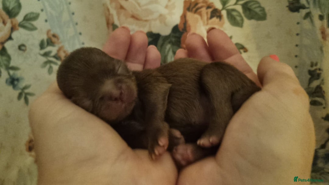 Chihuahua dogs for sale: Beautiful chocolate long coat chihuahuas - Image 8