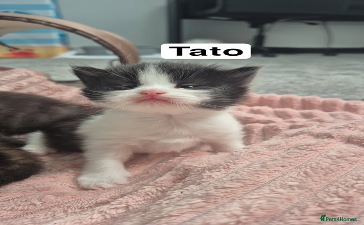 Domestic Shorthair cats - Advert 17